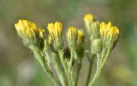 Chlupáček choholičnatý (Pilosella cymosa)