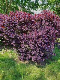 Ruj vlasatá (Cotinus coggygria)