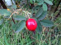 Růže dužnoplodá (Rosa pomifera)