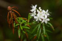 Rojovník bahenní (Rhododendron tomentosum)