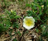 Růže bedrníkolistá (Rosa spinosissima)
