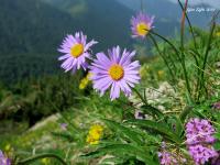 Astra alpínska (Aster alpinus)