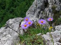 Astra alpínska (Aster alpinus)