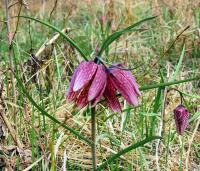 Korunkovka strakatá (Fritillaria meleagris)