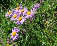 Astra alpínska (Aster alpinus)