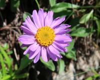 Astra alpínska (Aster alpinus)