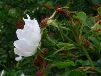 Růže polní žláznatá (Rosa agrestis var gizellae)