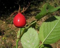 Růže podhorská (Rosa dumalis)