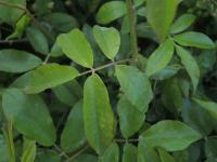 Růže Banksové (Rosa banksiae)