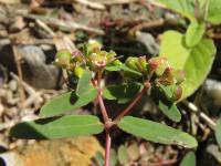 Pryška (Chamaesyce hyssopifolia)