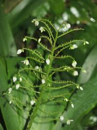 Xiphidium (Xiphidium caeruleum)