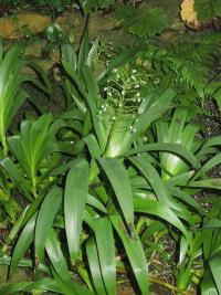 Xiphidium (Xiphidium caeruleum)