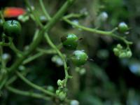 Xiphidium (Xiphidium caeruleum)