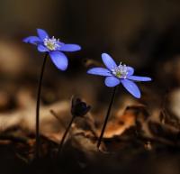 Jaterník podléška (Hepatica nobilis)