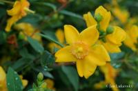 Třezalka rozkladitá (Hypericum patulum)