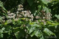 Katalpa trubačovitá (Catalpa bignonioides)