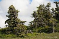 Smrk ztepilý (Picea abies)