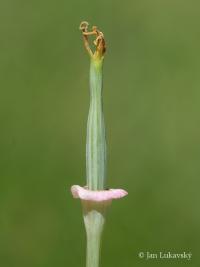 Eschscholtzia californica   California poppy fruits