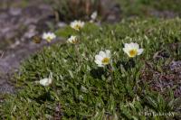 Dryádka osmiplátečná (Dryas octopetala)