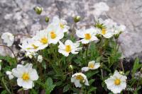 Dryádka osmiplátečná (Dryas octopetala)
