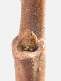 Sazaník květnatý (Calycanthus floridus)