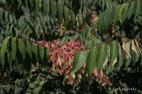 Pajasan žláznatý (Ailanthus altissima)