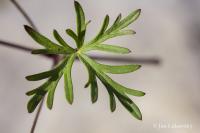 Kakost holubičí (Geranium columbinum)