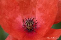 Mák vlčí (Papaver rhoeas)