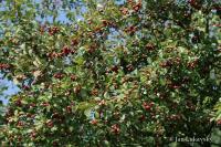 Hloh obecný (Crataegus laevigata)