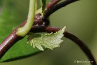 Hloh obecný (Crataegus laevigata)