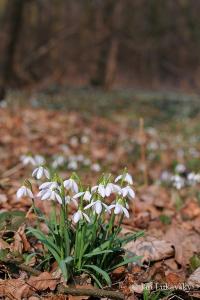 Kleines Schneeglöckchen (Galanthus nivalis)