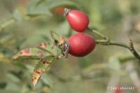 Růže šípková (Rosa canina)