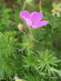 Kakost krvavý (Geranium sanguineum)