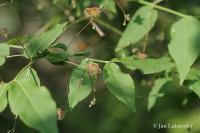 Brslen bradavičnatý (Euonymus verrucosus)