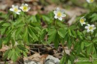 Sasanka hajní (Anemone nemorosa)
