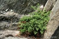 Sleziník routička (Asplenium ruta-muraria)