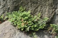 Sleziník routička (Asplenium ruta-muraria)