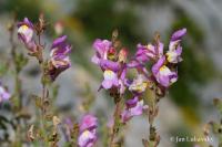 Hledík větší (Antirrhinum majus)