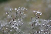 Šater latnatý (Gypsophila paniculata)