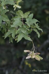 Javor babyka (Acer campestre)