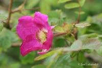 Růže převislá (Rosa pendulina)