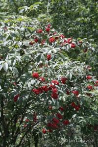 Bez červený (Sambucus racemosa)