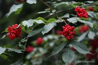 Bez červený (Sambucus racemosa)