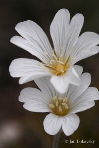 Rožec Biebersteinův (Cerastium biebersteinii)