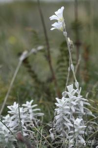 Rožec Biebersteinův (Cerastium biebersteinii)