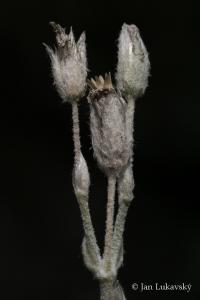 Rožec Biebersteinův (Cerastium biebersteinii)