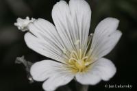 Rožec Biebersteinův (Cerastium biebersteinii)