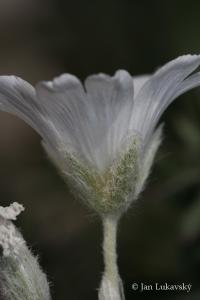 Rožec Biebersteinův (Cerastium biebersteinii)