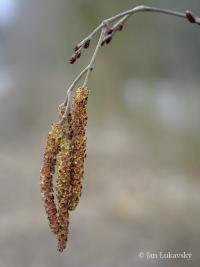Olše lepkavá (Alnus glutinosa)