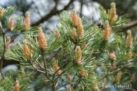 Borovice lesní (Pinus sylvestris)